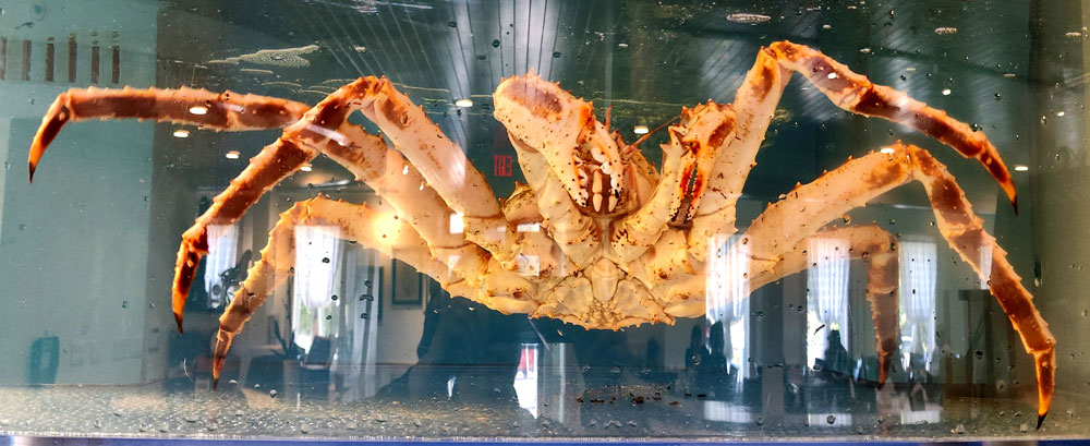 An image of a live, 10 lb king crab in one of Su Chang's water tanks.